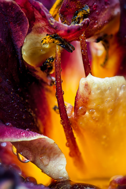 Ezekiel Daylily
