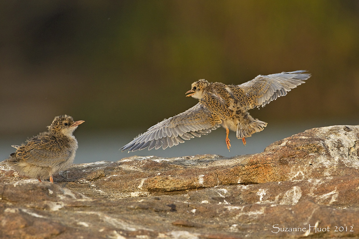 Tern chicks first flight