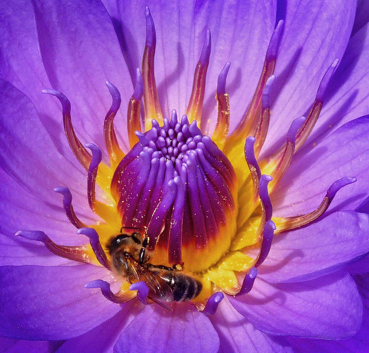 One hot bee!