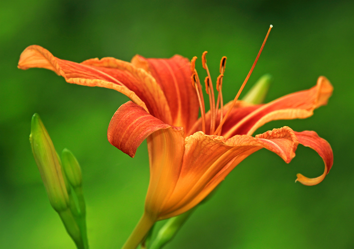 Wild Daylily