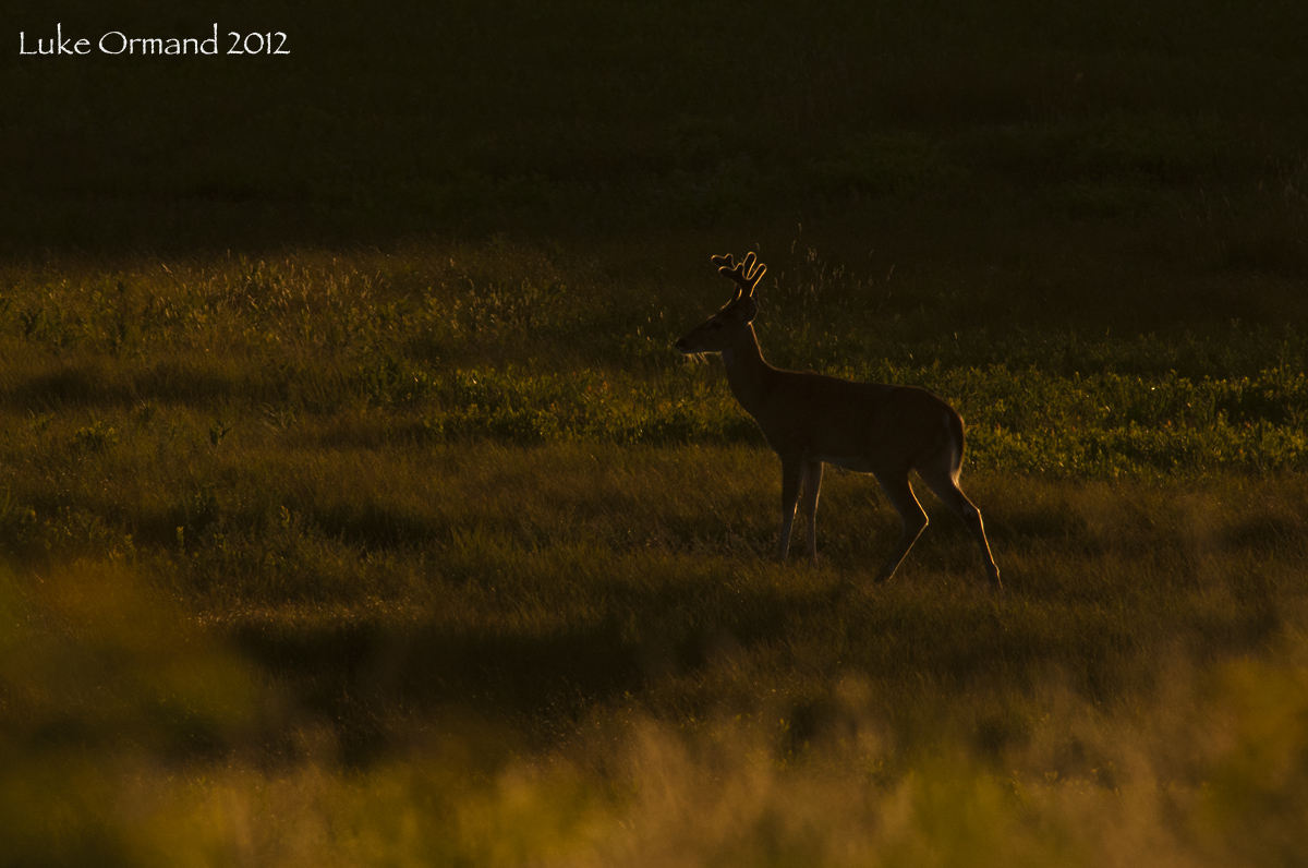 evening light
