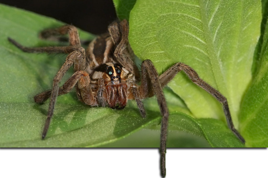 Creepy & Rabid