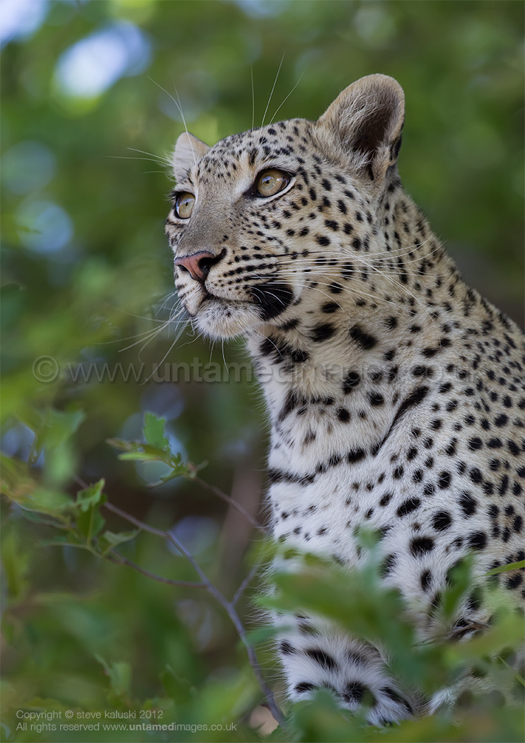 Female leopard