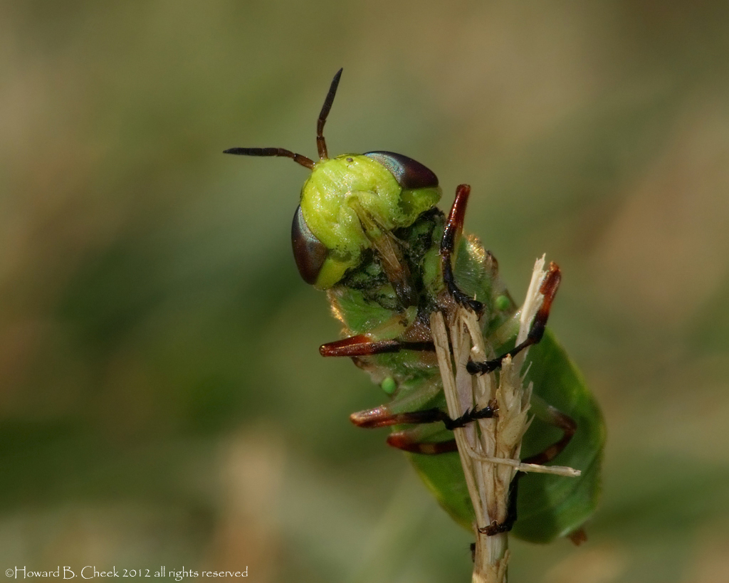 Lil Green One