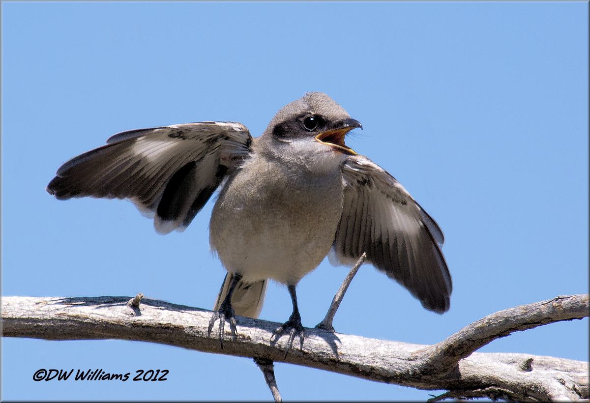 Juvie Lghd Shrike