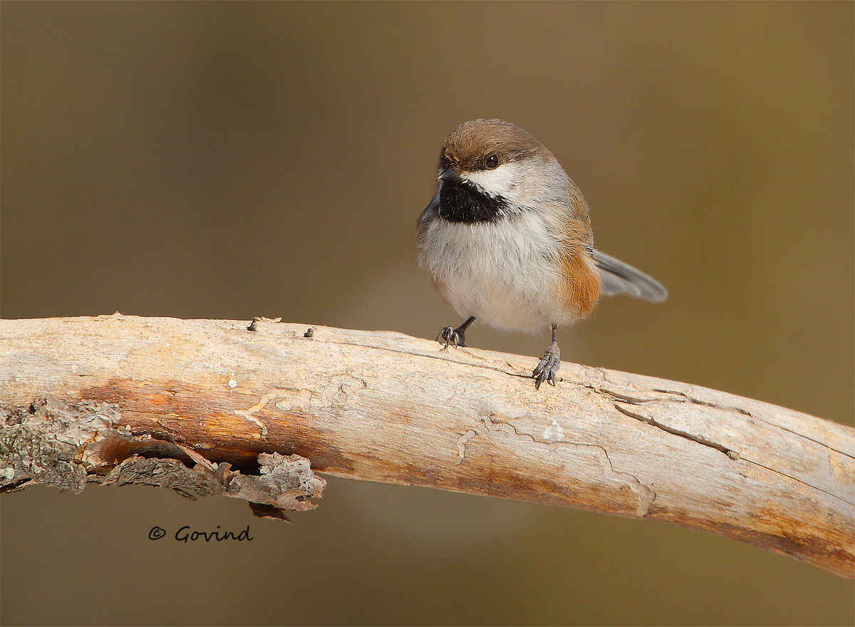 Boreal Chickadee