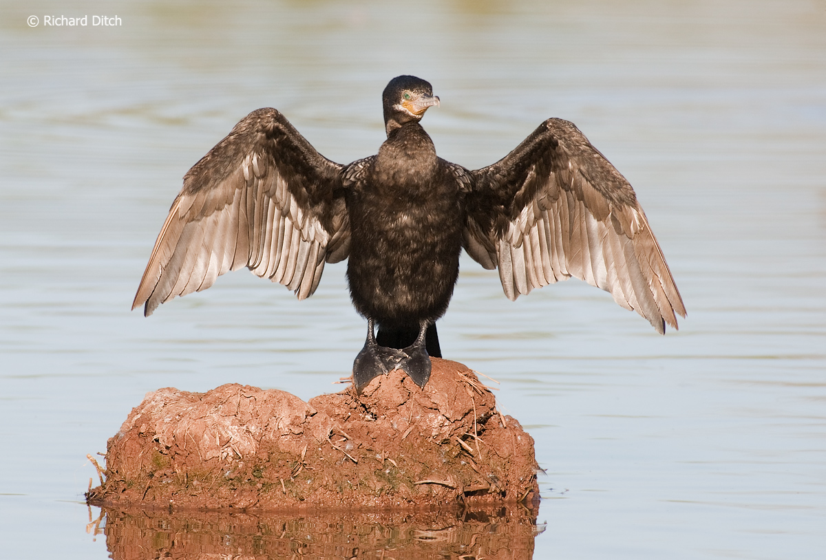 Neotropic Cormorant