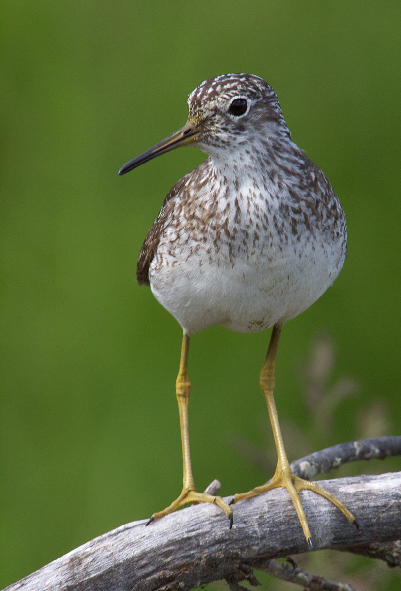 Solitary Sandpiper