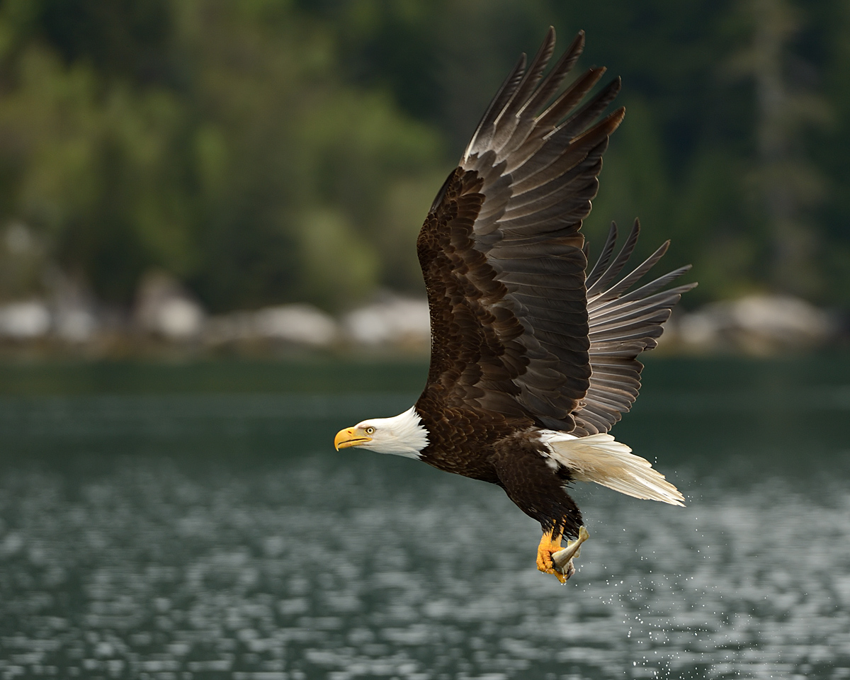 Eagle: Successful Catch