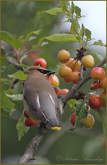 Cedar Waxwing #2