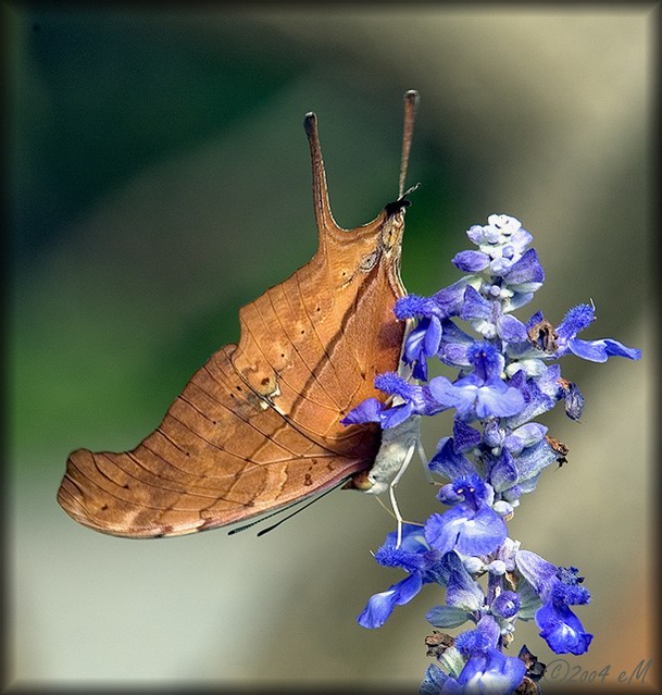 Ruddy Daggerwing