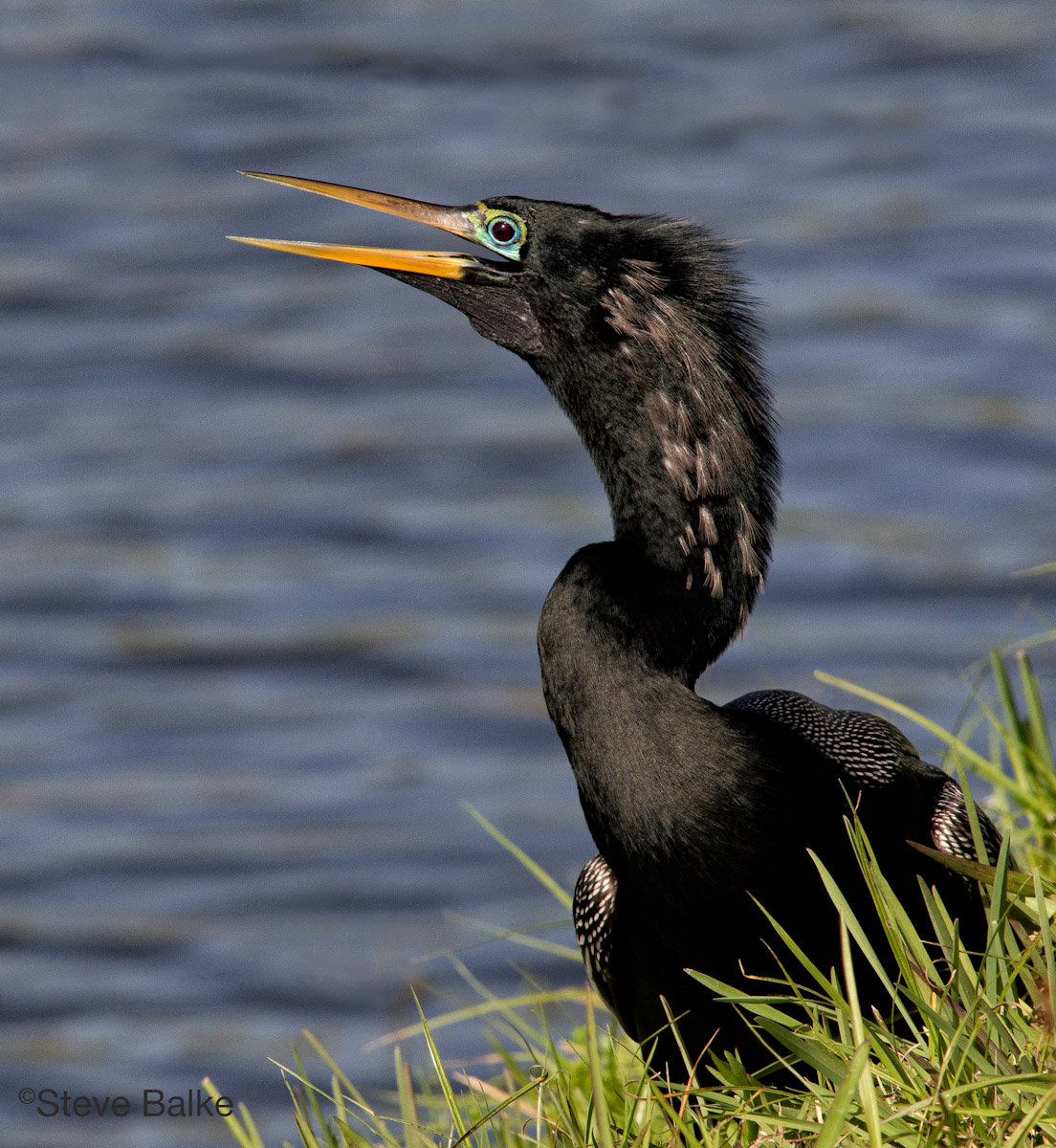 Anhinga