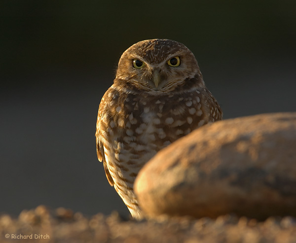 Burrowing Owl