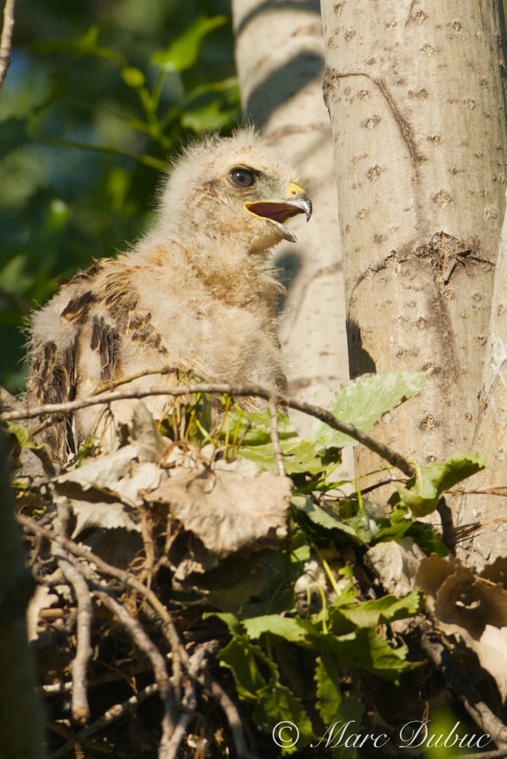  Red-shouldered Hawk Baby