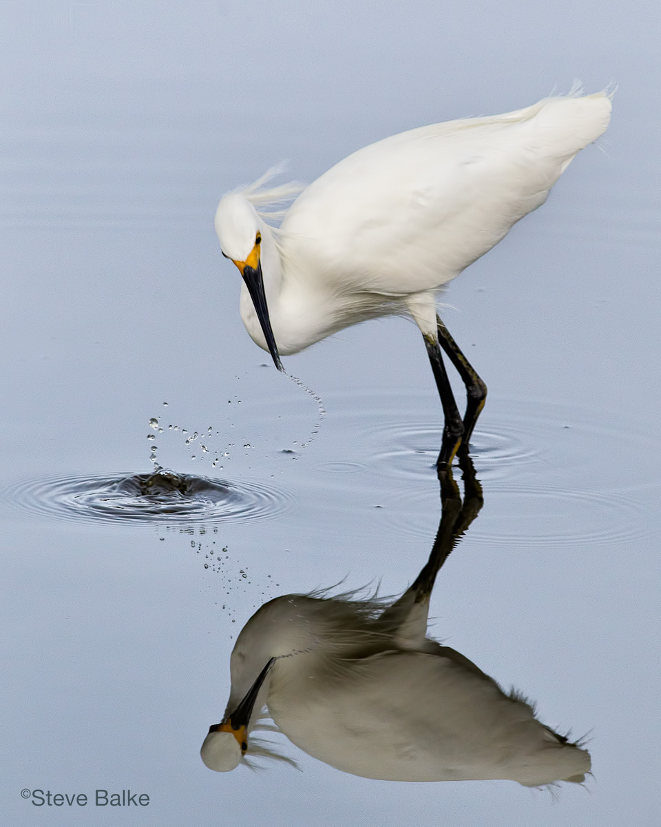 Egret Action