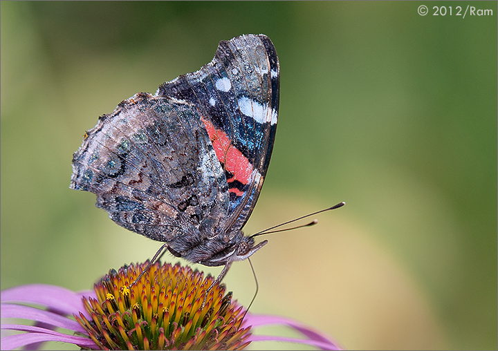 Red Admiral