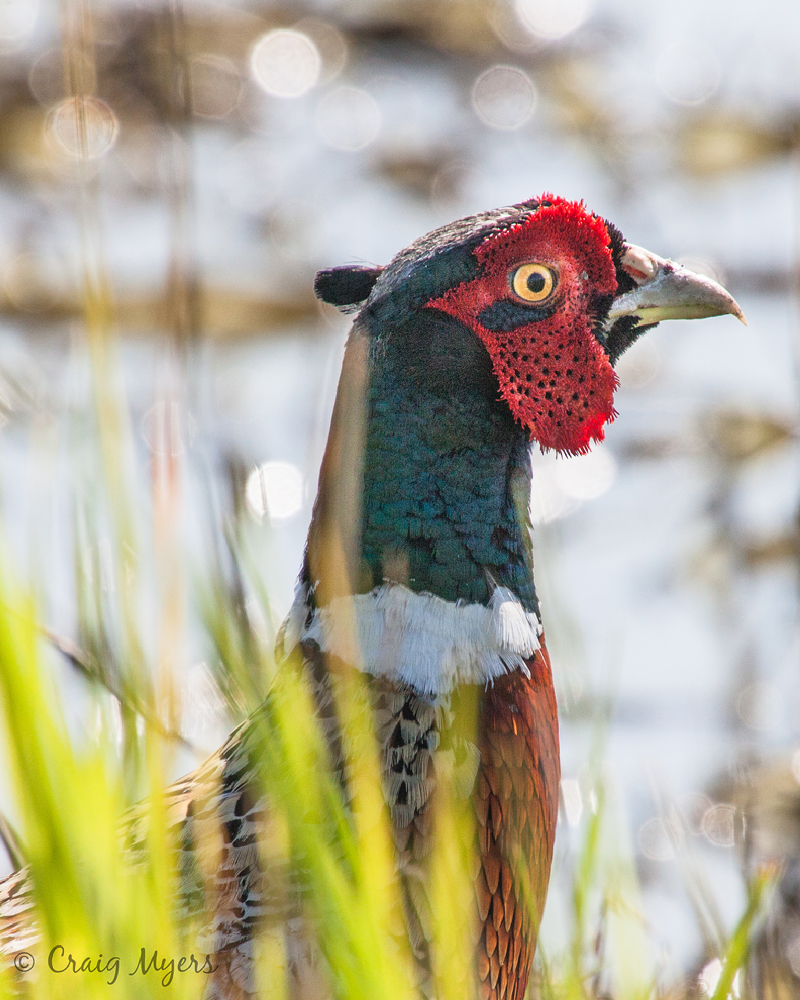 Ring-necked Pheasant