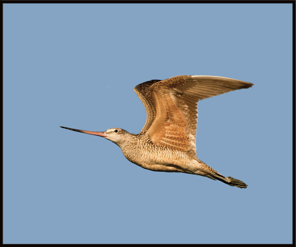 Marbled Godwit