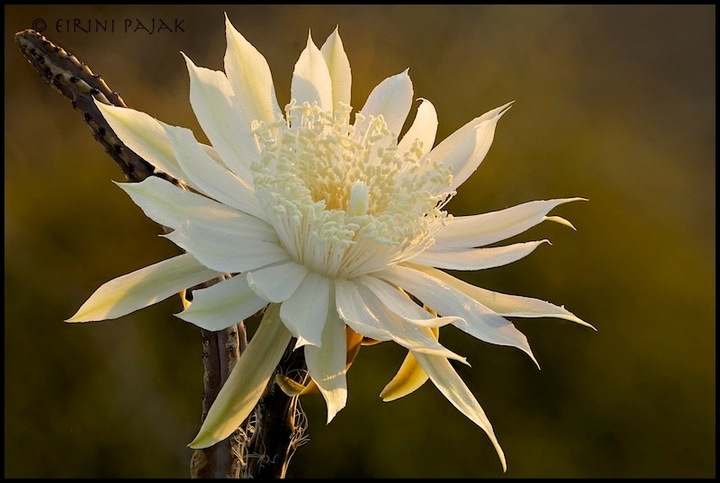 Night Blooming Cereus