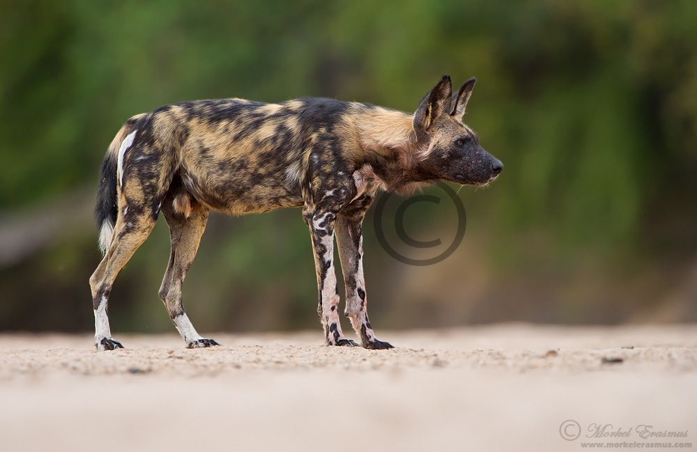 Hunting Dog Profile