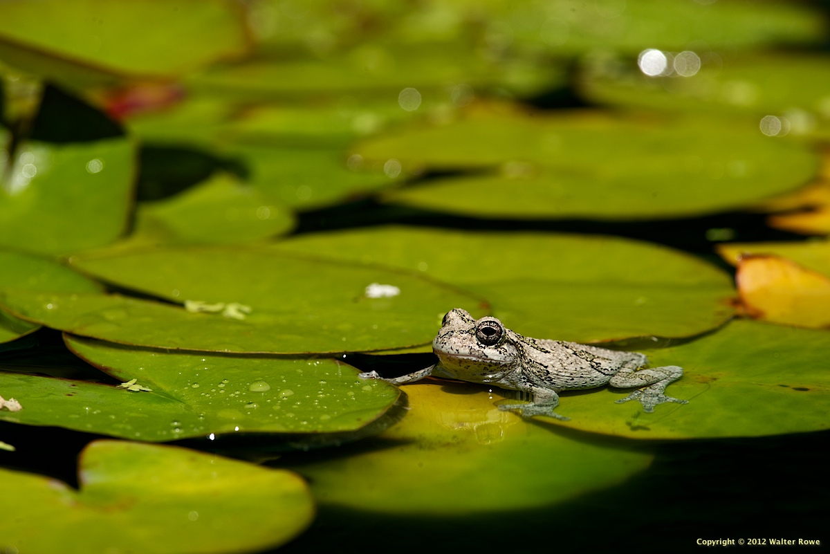 Frog on Lilypad
