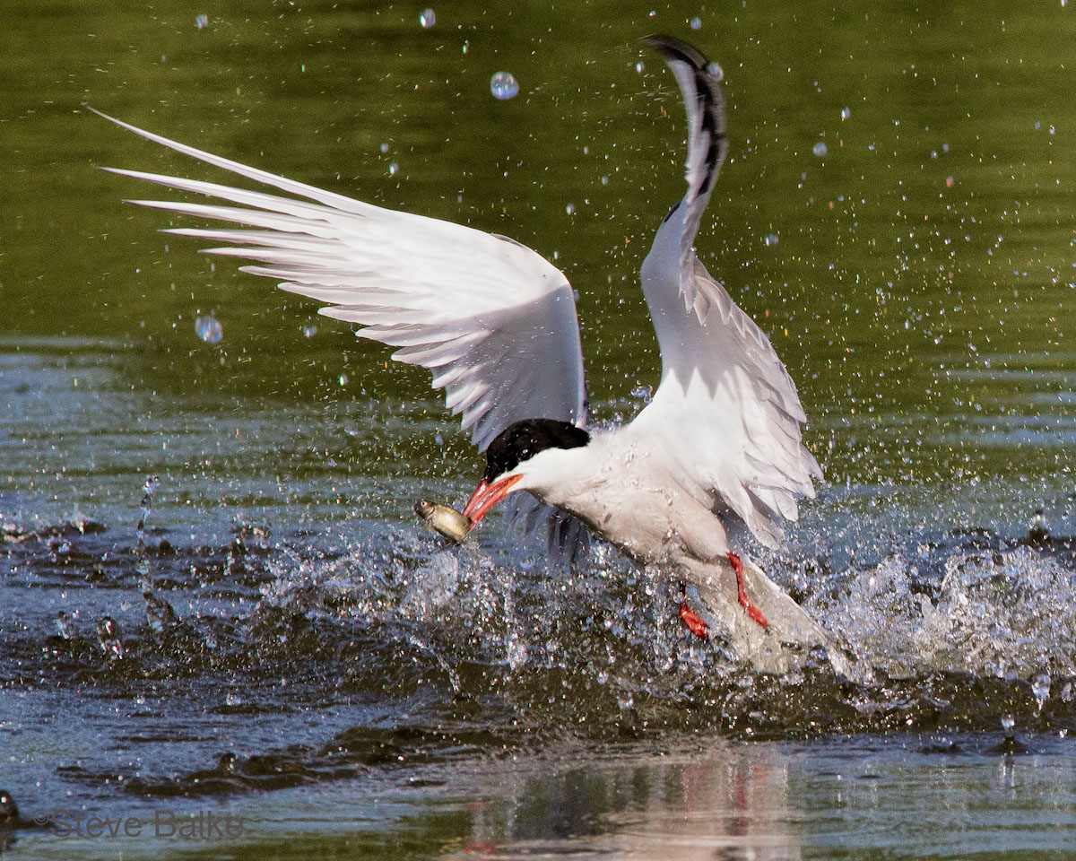 Tern + Reposts