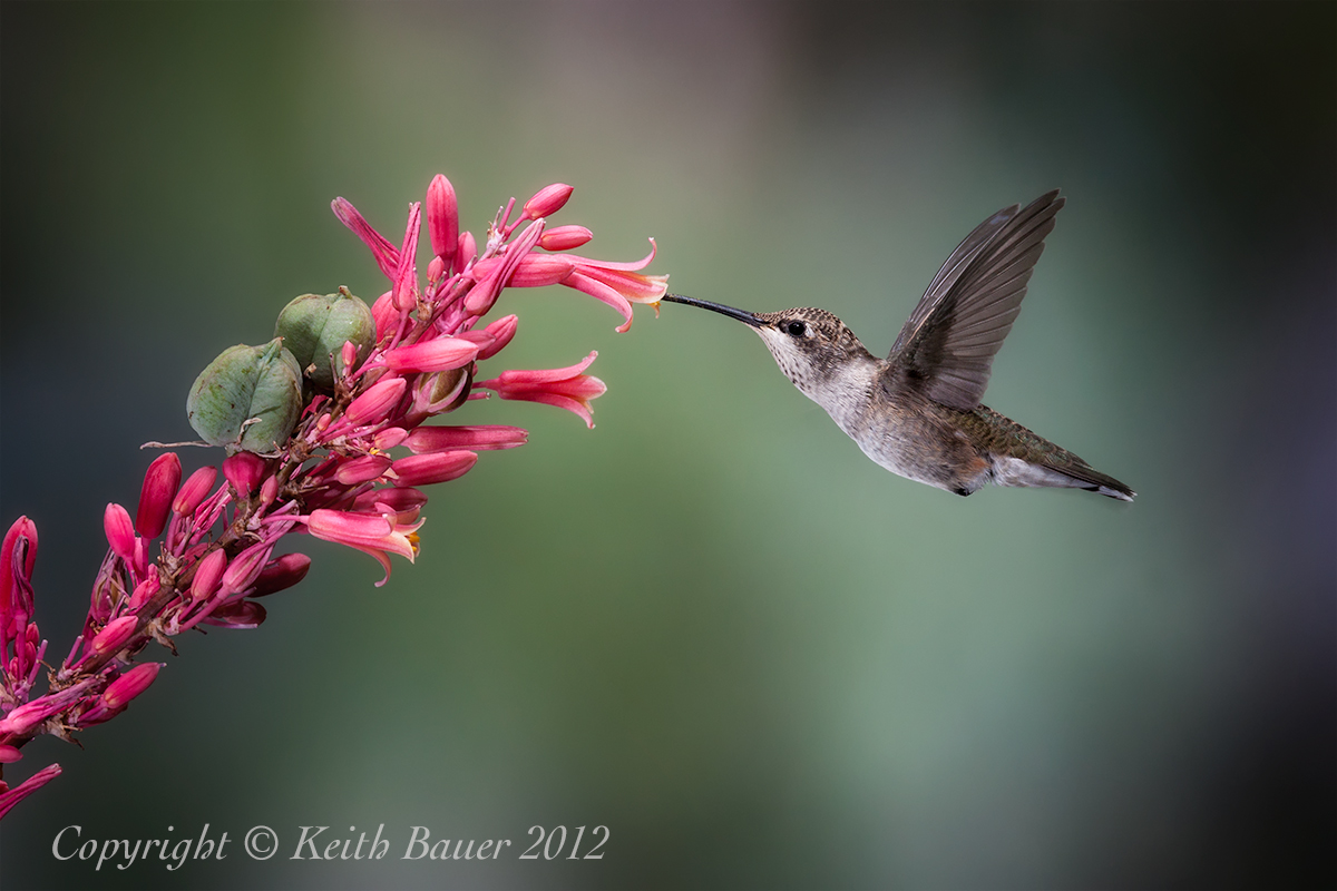 Black Chinned Hummer
