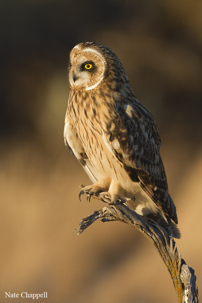 Short-eared Owl