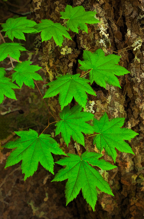  Leafs