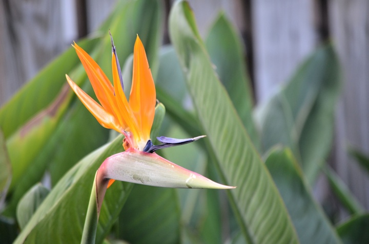 BIRD OF PARADISE