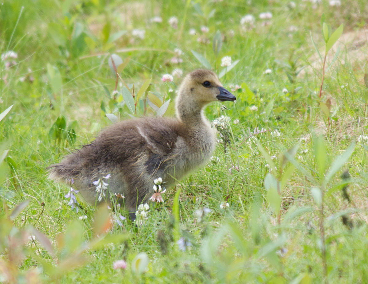 Canada Gosling