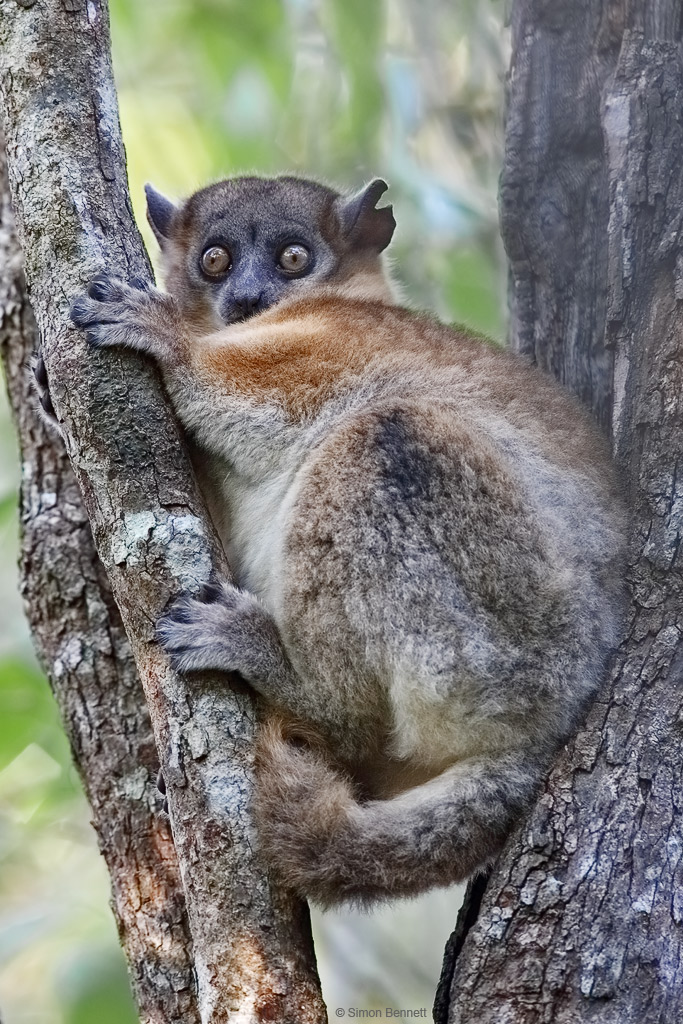 Hubbard's Sportive Lemur