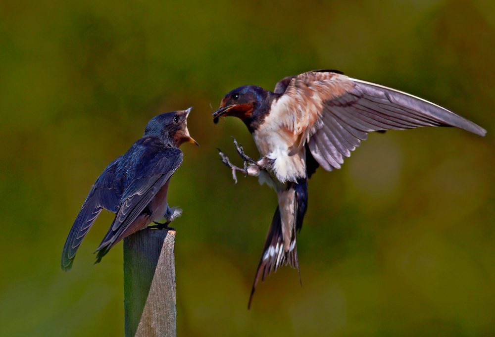 Swallows
