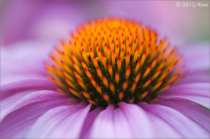 Coneflower