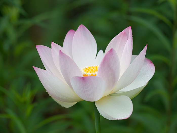 Lotus #4