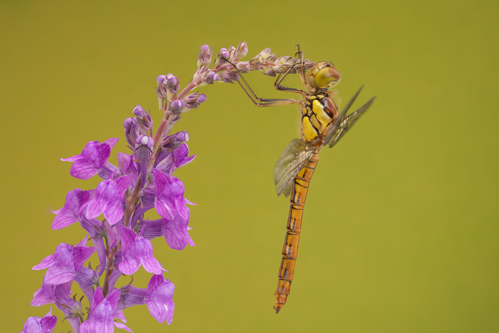 Female Common Darter