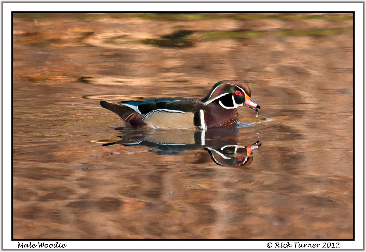 Male Woodie Swimming