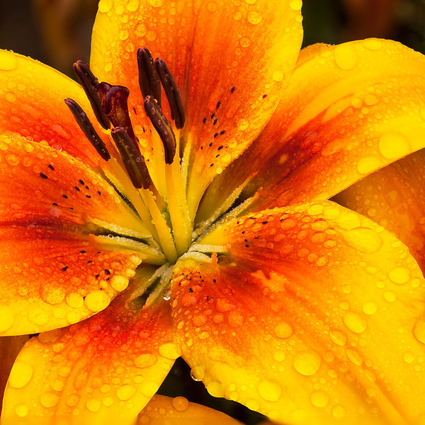 Lily in the rain