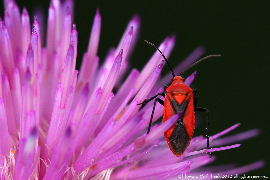 Scarlet Plant Bug