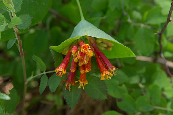 Unusual flower