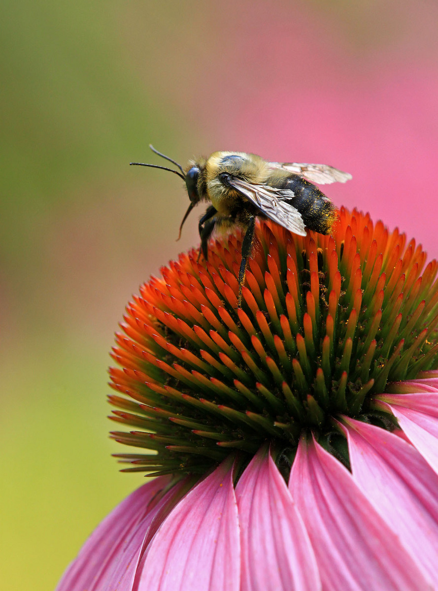 Bee in the pink