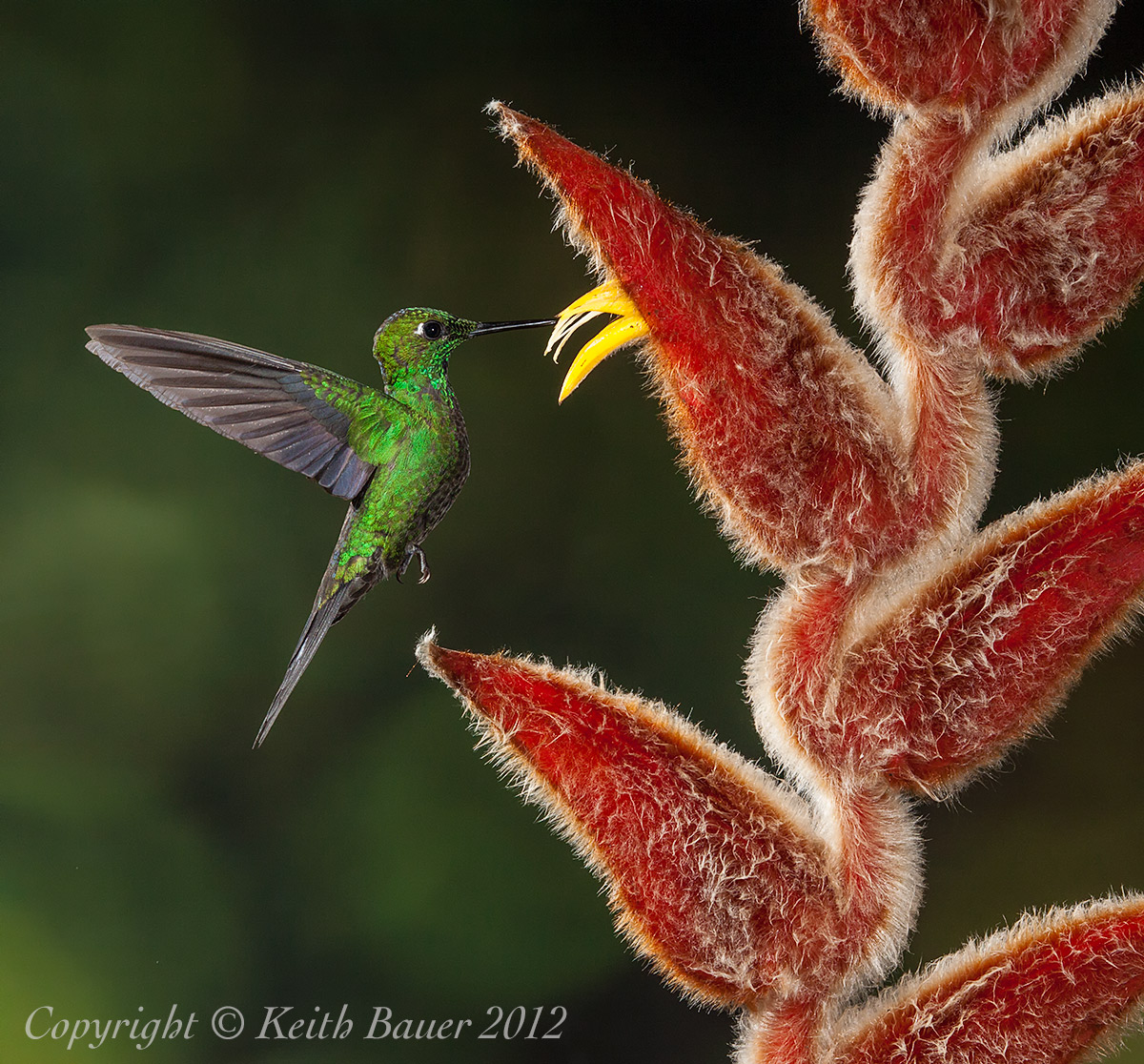 Green Crowned Brilliant 