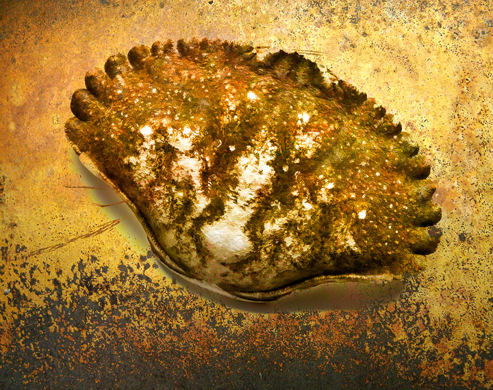 Sea Shell