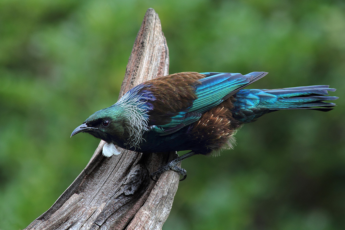 Tui