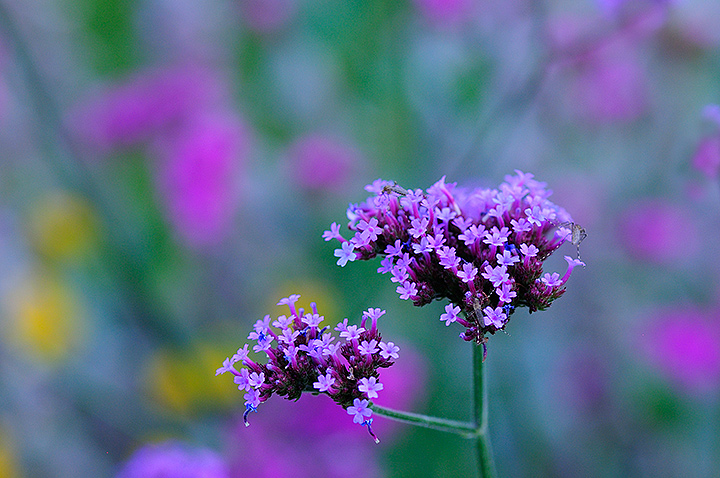 Verbena