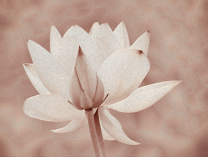 Painted Lotus # 1