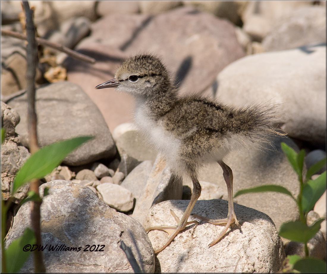 Baby Spotted Sandpiper