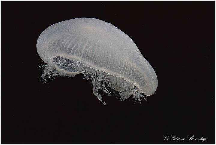 Jelly Fish
