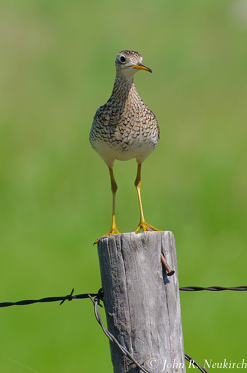Upland Sandpiper