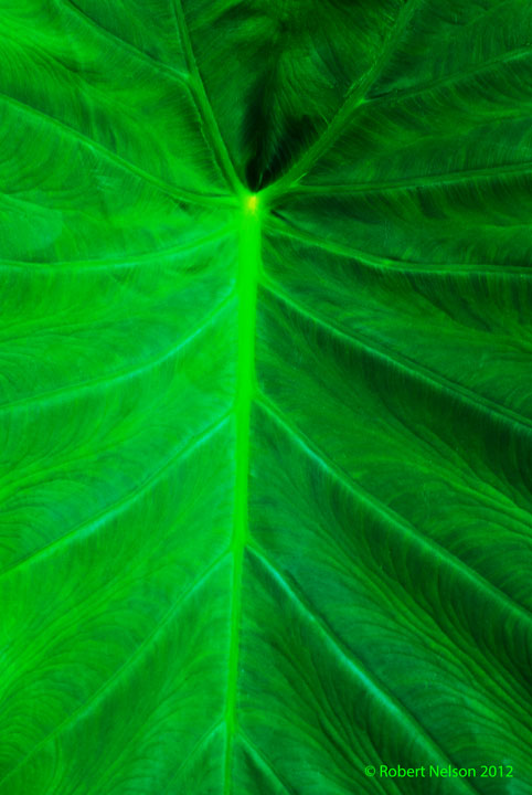 Elephant Ear 2